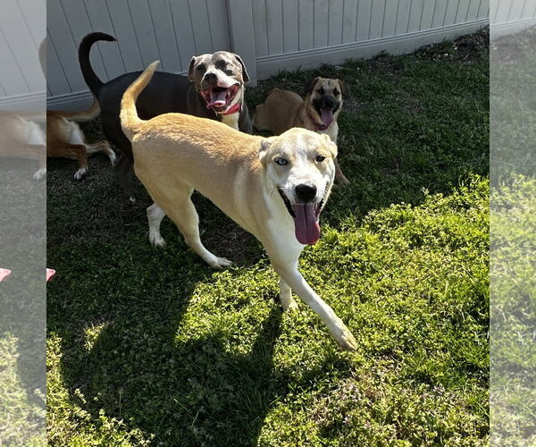 Medium Photo #1 Akita-Siberian Husky Mix Puppy For Sale in Corning, AR, USA