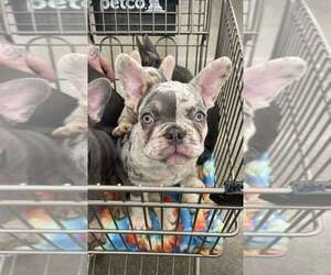 French Bulldog Puppy for sale in ROCHESTER, MN, USA