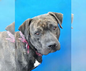 American Pit Bull Terrier-Unknown Mix Dogs for adoption in Pasadena, CA, USA