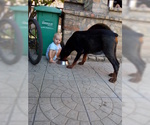 Small Photo #9 Doberman Pinscher Puppy For Sale in Maglic, Vojvodina, Serbia