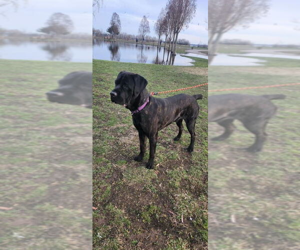 Medium Photo #9 Mastiff-Unknown Mix Puppy For Sale in New York, NY, USA