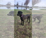 Small #8 Mastiff Mix