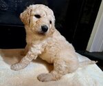 Puppy Male 2 Goldendoodle