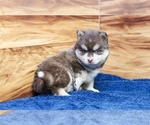 Small #5 Pomsky