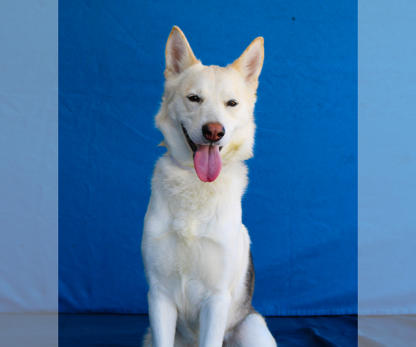 Medium Photo #1 Siberian Husky Puppy For Sale in Pasadena, CA, USA