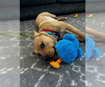 Small #17 Labrador Retriever Mix