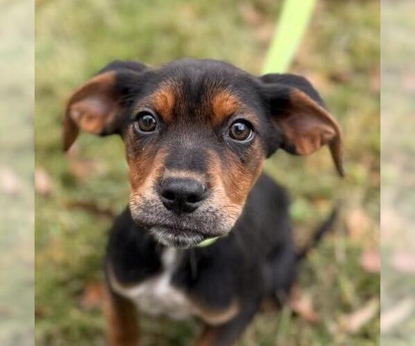 Medium Photo #1 Labrador Retriever-Unknown Mix Puppy For Sale in Yardley, PA, USA