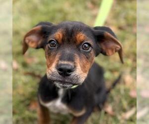 Labrador Retriever-Unknown Mix Dogs for adoption in Yardley, PA, USA