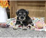 Small #3 Schnauzer (Miniature)