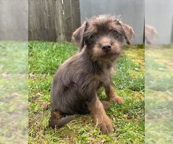 Medium Photo #1 Chihuahua-Unknown Mix Puppy For Sale in Bellevue, WA, USA