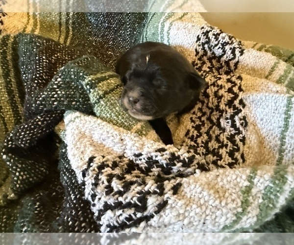 Medium Photo #2 Dachshund Puppy For Sale in DOTHAN, AL, USA
