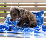 Small Photo #6 Great Dane Puppy For Sale in WAKARUSA, IN, USA