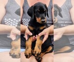 Puppy Blue Doberman Pinscher