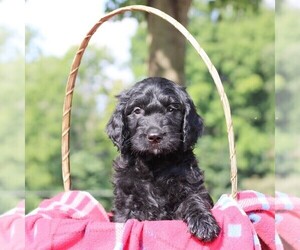 Goldendoodle-Poodle (Standard) Mix Puppy for sale in LOYSVILLE, PA, USA
