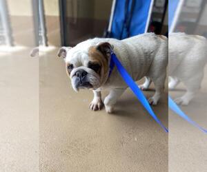 Bulldog Dogs for adoption in Chula Vista, CA, USA