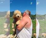 Small Photo #1 Goldendoodle Puppy For Sale in BIG ISLAND, VA, USA