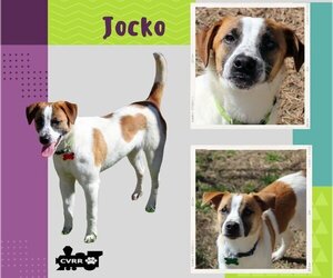 Jack Russell Terrier-Unknown Mix Dogs for adoption in Lindsay, CA, USA
