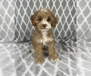Cavapoo Puppy for sale in INDIANAPOLIS, IN, USA