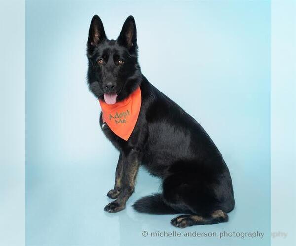 Medium Photo #2 German Shepherd Dog Puppy For Sale in Corona, CA, USA