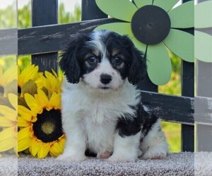 Cavachon Puppy for sale in GORDONVILLE, PA, USA