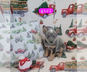 Australian Cattle Dog Puppy for sale in DUNNELLON, FL, USA