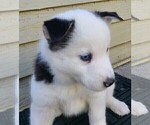 Puppy 4 Pomsky