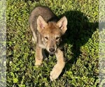 Small Photo #2 Wolf Hybrid Puppy For Sale in FORT PAYNE, AL, USA