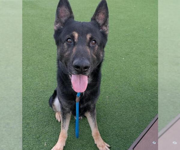 Medium Photo #2 German Shepherd Dog Puppy For Sale in Camarillo, CA, USA