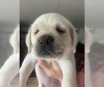 Small #4 Labrador Retriever