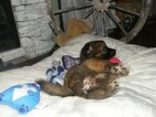 Small Photo #5 German Shepherd Dog Puppy For Sale in PALATKA, FL, USA