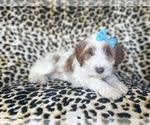 Small Cavapoo