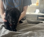 Small #22 Cane Corso