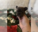 Small #1 French Bulldog