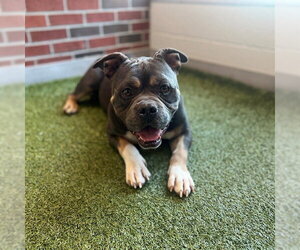 American Pit Bull Terrier Dogs for adoption in Edmond, OK, USA