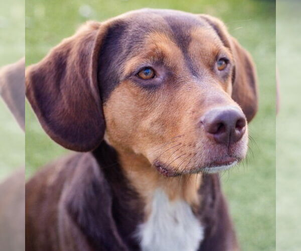 Medium Photo #1 Labbe Puppy For Sale in Canton, CT, USA