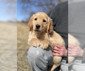 Golden Retriever Puppy for sale in CORSO, MO, USA