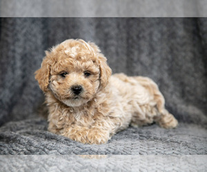 Medium Bichpoo