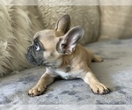 Small Photo #12 French Bulldog Puppy For Sale in HOLLYWOOD, FL, USA
