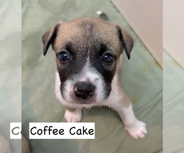 Medium Photo #1 Mutt Puppy For Sale in GILBERTS, IL, USA