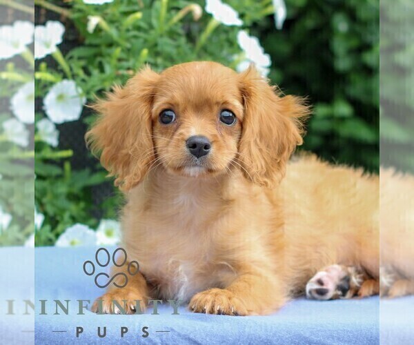 Medium Photo #5 Cavapoo Puppy For Sale in EAST EARL, PA, USA