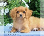 Small #4 Cavapoo
