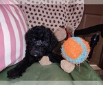 Small Photo #59 Australian Labradoodle Puppy For Sale in W FIELD, NC, USA