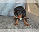 Puppy Bella Cavalier King Charles Spaniel