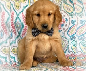 Golden Retriever Puppy for sale in LANCASTER, PA, USA
