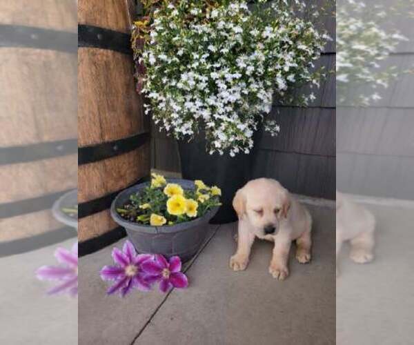 Medium Photo #2 Labrador Retriever Puppy For Sale in GRABILL, IN, USA
