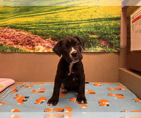 Medium Photo #1 Mutt Puppy For Sale in Moreno Valley, CA, USA