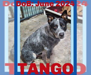 Mutt Dogs for adoption in Sebec, ME, USA