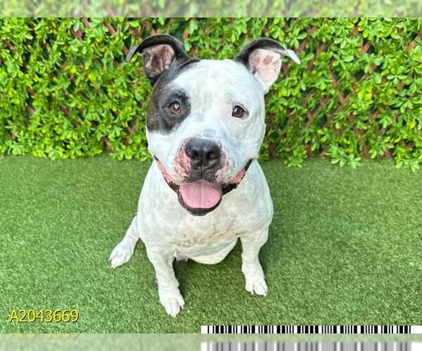 Medium Photo #1 American Pit Bull Terrier Puppy For Sale in West Palm Beach, FL, USA