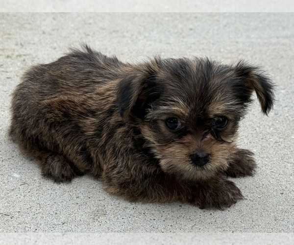 Medium Photo #6 Yorkshire Terrier Puppy For Sale in NEWTON, NC, USA