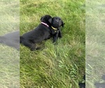 Small Photo #23 Labrador Retriever Puppy For Sale in FREDERICKSBG, OH, USA